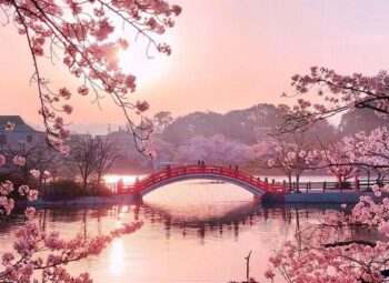 JAPON – «EL IMPERIO DEL SOL» Cherry Blossom 31 de marzo 2024